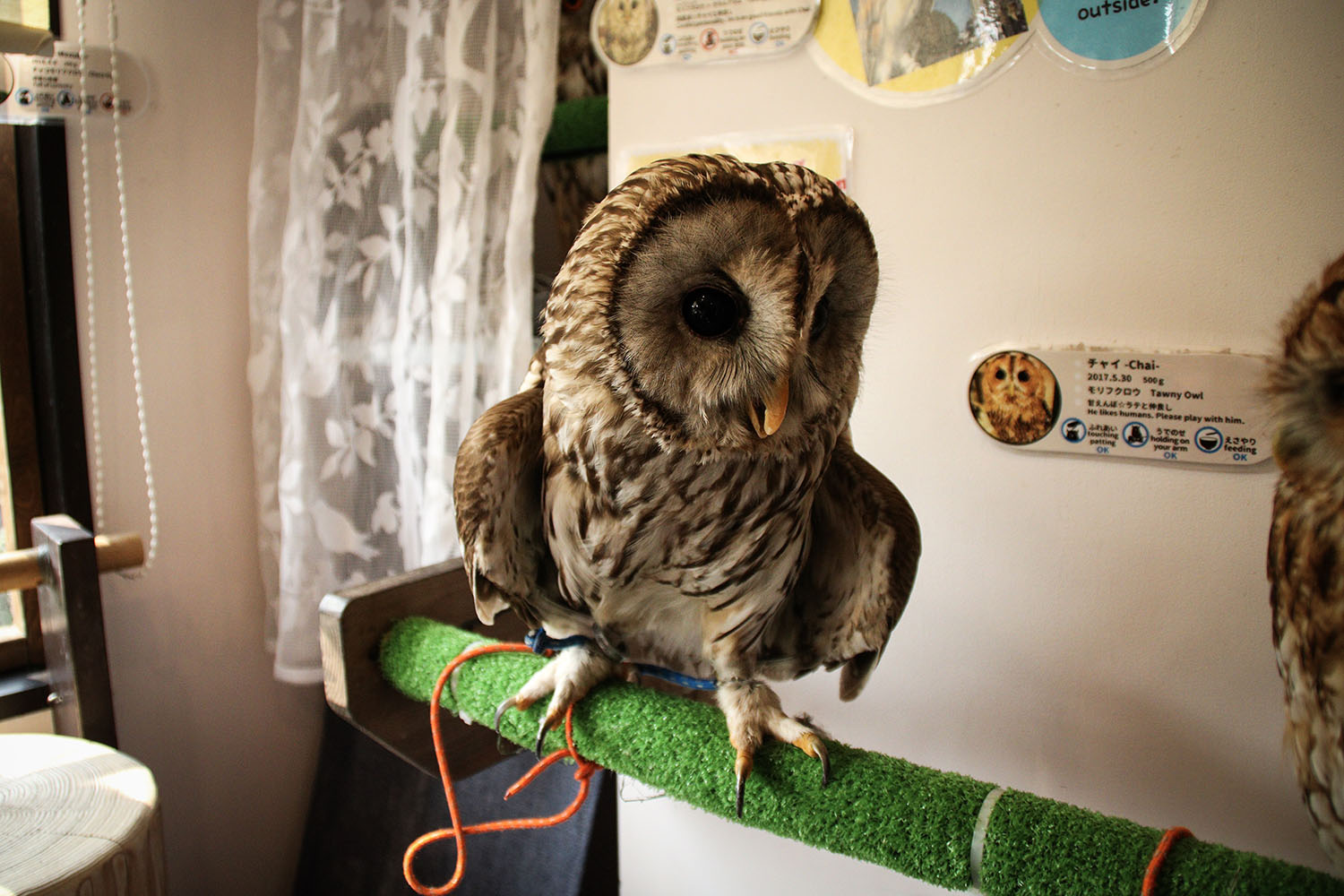 Owl Village in Harajuku - Medium Owl